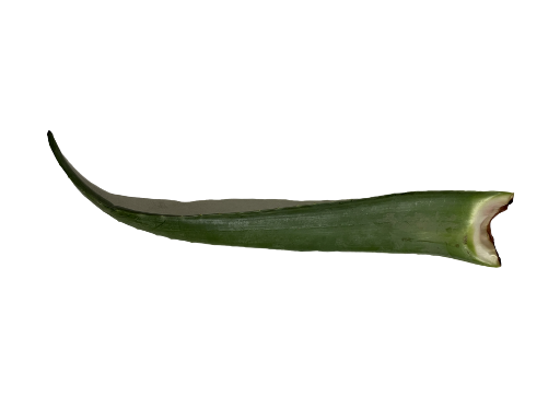 ALOE VERA LEAVES