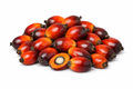 PALM NUT