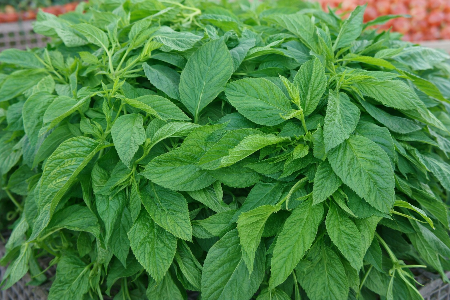 BITTER LEAF Box