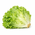 Fresh Lettuce  Box 10 kg