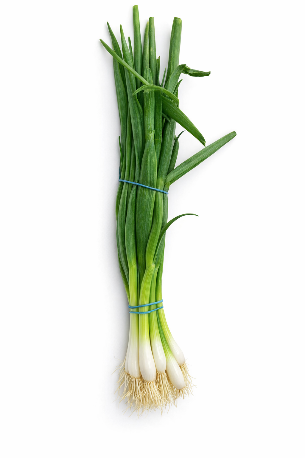 SPRING ONION BOX