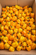 HOT PEPPERS YELLOW Box