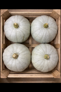 PUMPKINS CROWN PRINCE 15kg