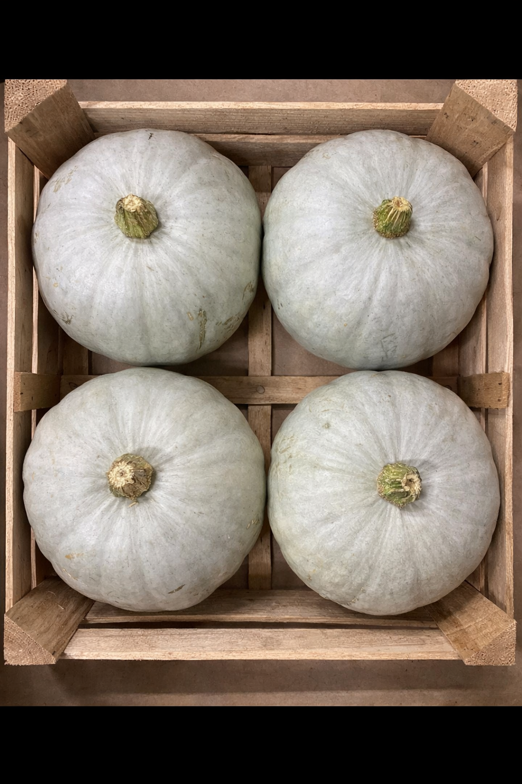 PUMPKINS CROWN PRINCE 15kg
