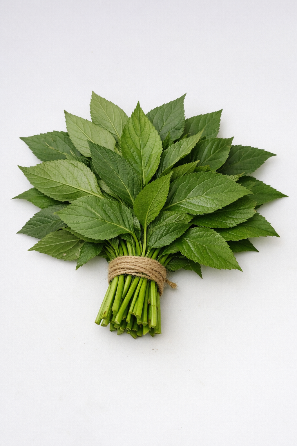 Fresh Ewedu leaf bunch
