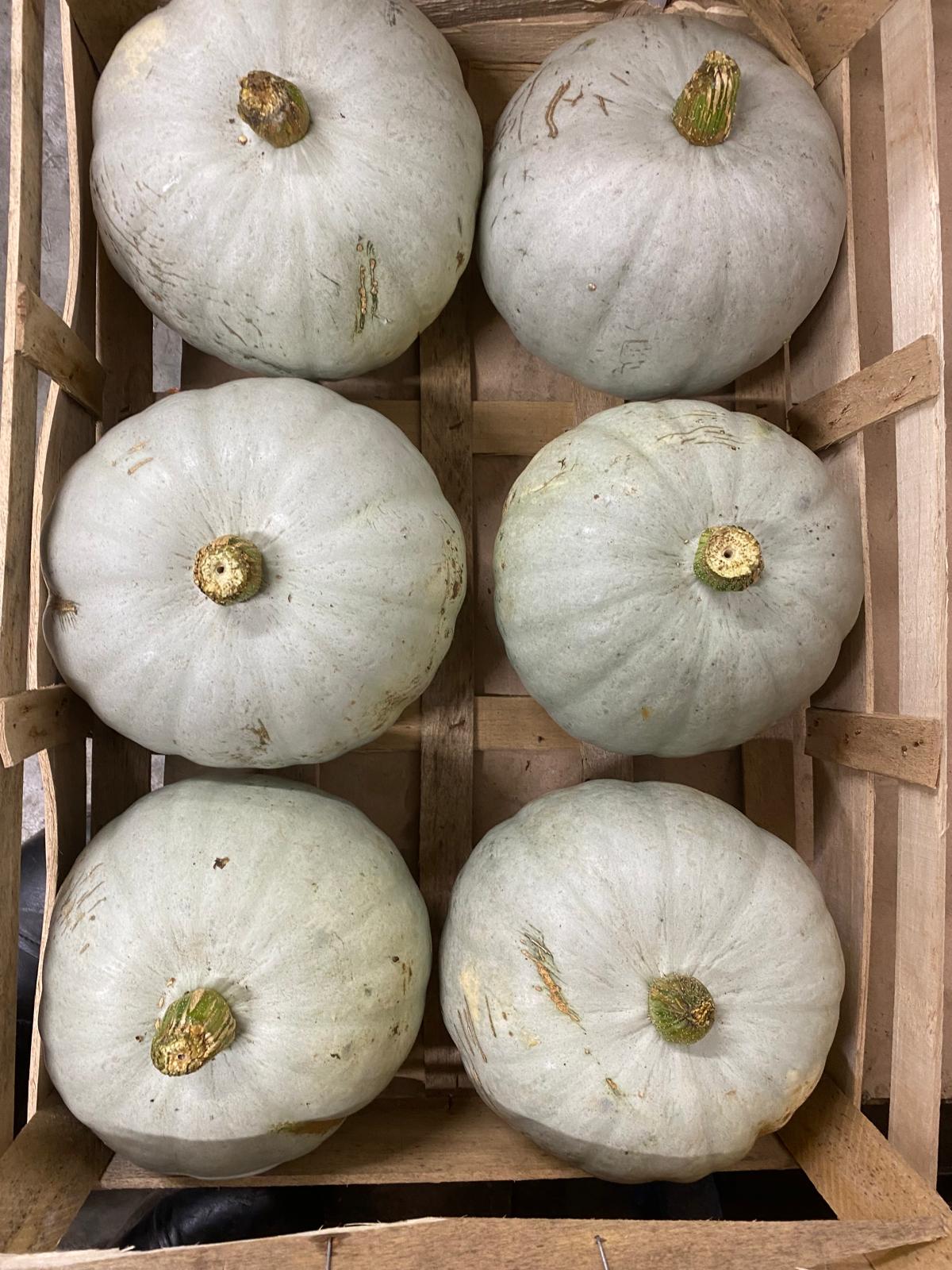 PUMPKINS CROWN PRINCE 15kg
