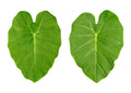 DASHEEN LEAF box/kg