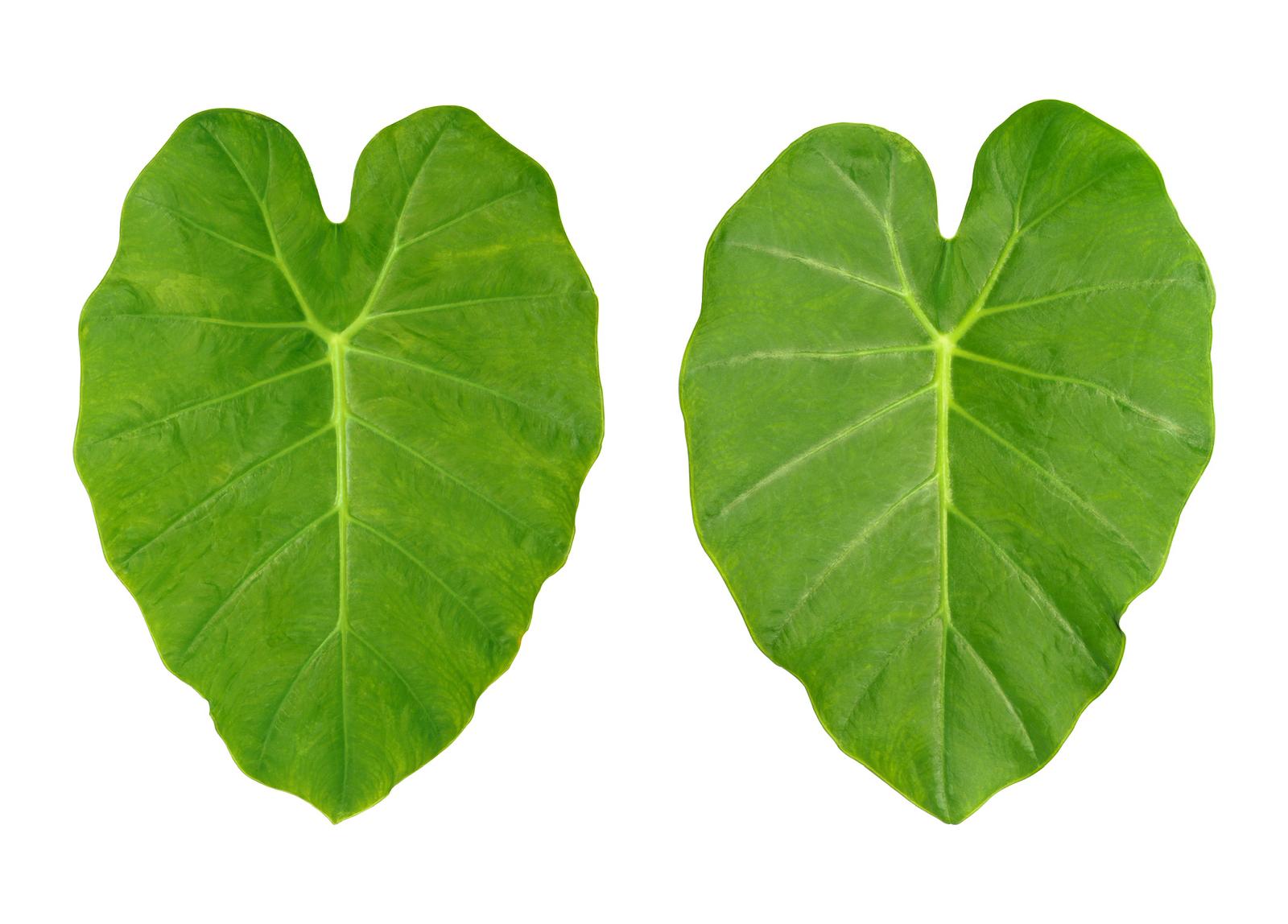 DASHEEN LEAF box/kg