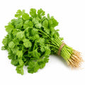 Coriander Fresh  Bunch