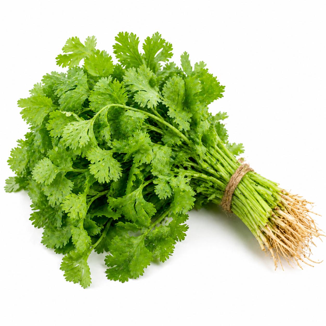 Coriander Fresh  Bunch