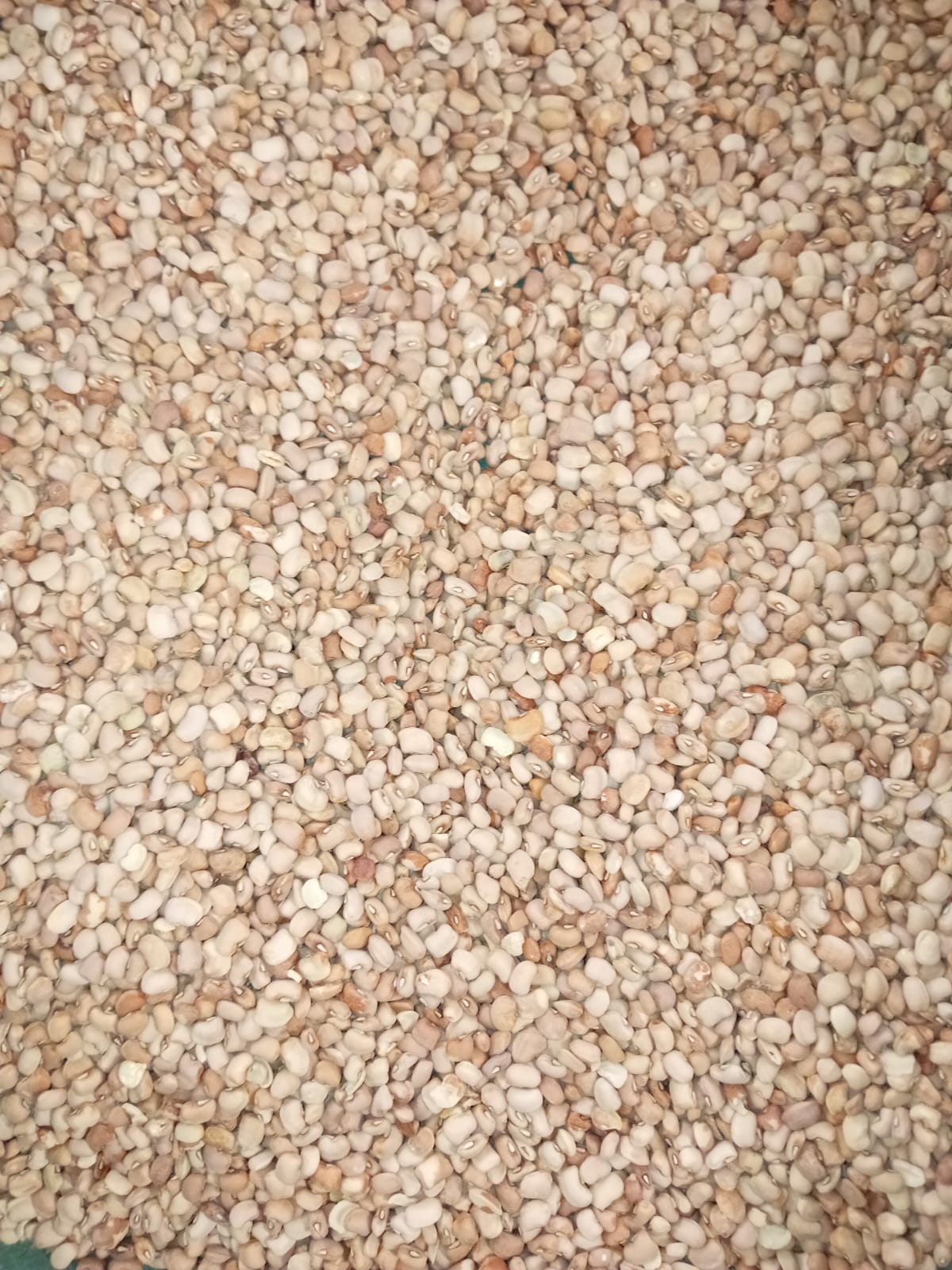 Oloyin Beans 20KG Bags
