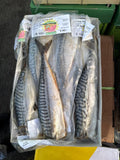 Mackerel 10kg