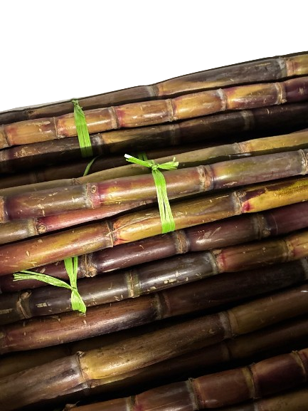 SUGAR CANE