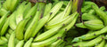 APPIM PLANTAIN