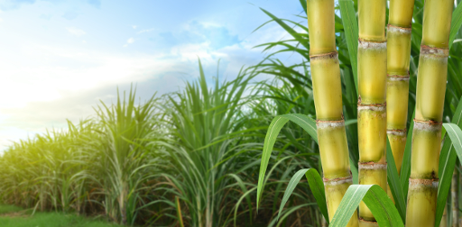 SUGAR CANE