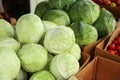CABBAGE Large Box