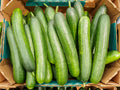 CUCUMBER