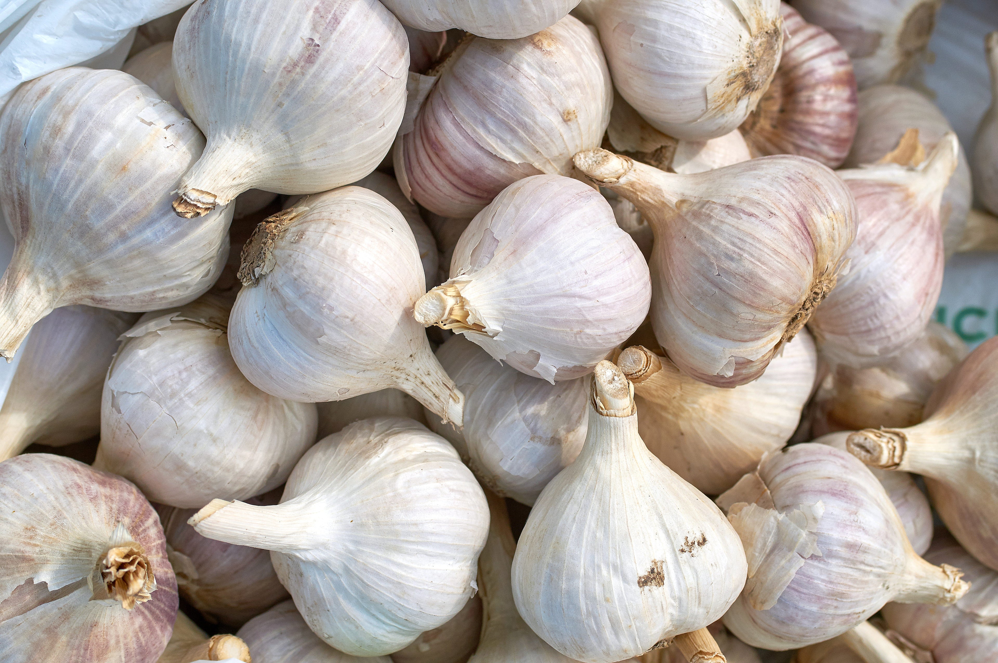 GARLIC 20s