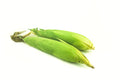 SWEET CORN