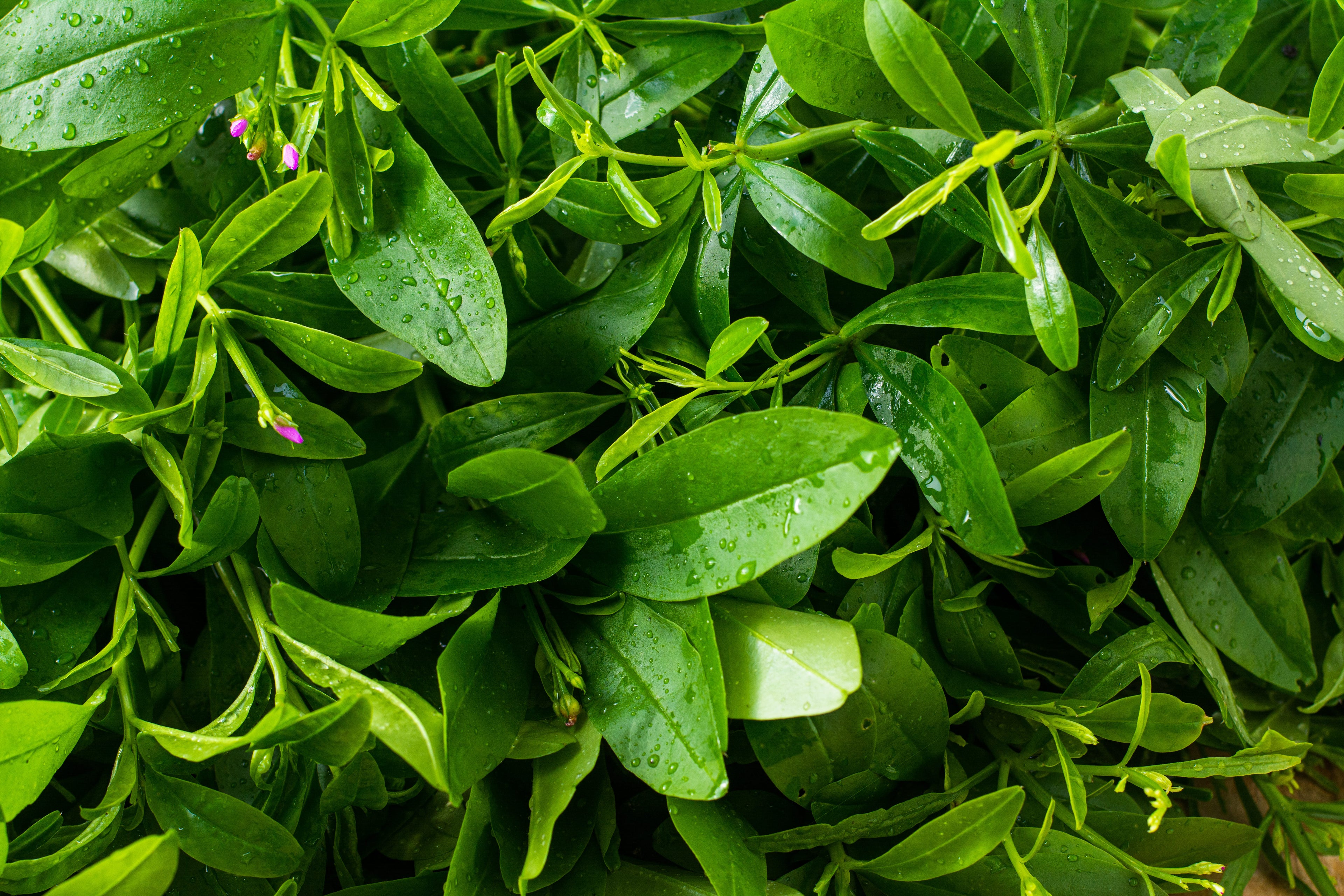 Water Leaf 5KG